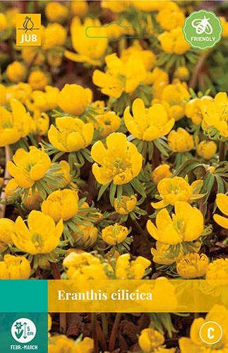 Eranthis cilicica bloembollen 15 bollen Winterakoniet JUB - Jub