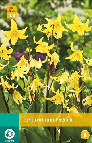 Erythronium Pagoda bloembollen 3 bollen Hondstand JUB - Jub