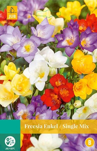 Freesia enkel mix bloembollen 20 bollen Freesia JUB - Jub