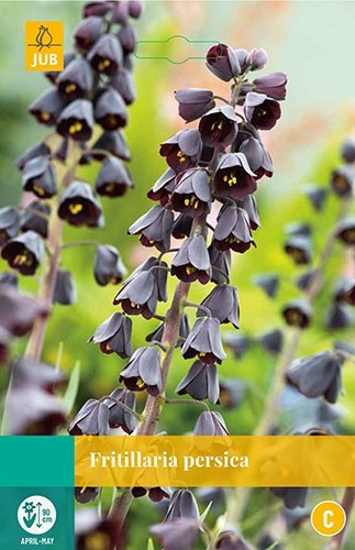 Fritillaria persica bloembollen 1 bol Kievitsbloem JUB - Jub