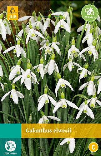 Galanthus elwesii bloembollen 10 bollen Sneeuwklokje JUB - Jub