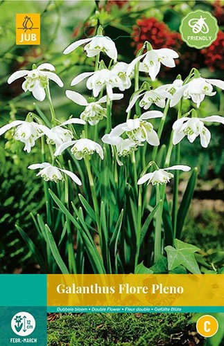 Galanthus Flore Pleno bloembollen 7 bollen Sneeuwklokje JUB - Jub