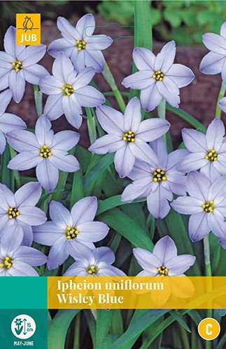 Ipheion un. Wisley Blue bloembollen 20 bollen Voorjaarsster JUB - Jub