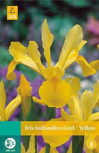 Iris hollandica geel bloembollen 25 bollen Hollandse iris JUB - Jub
