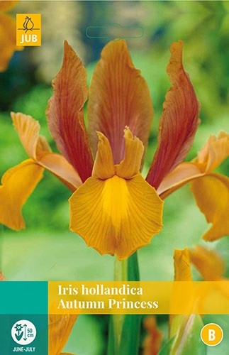 Iris hollandica Autumn Princess bloembollen 10 bollen Hollandse iris JUB - Jub