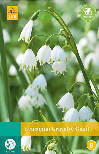 Leucojum Gravetye Giant bloembollen 3 bollen Zomerklokje JUB - Jub