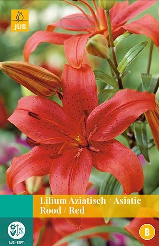 Lilium rood bloembollen 2 bollen Lelie JUB - Jub