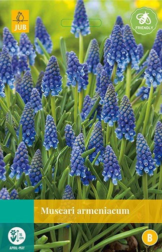 Muscari armeniacum bloembollen 20 bollen Druifhyacint JUB - Jub