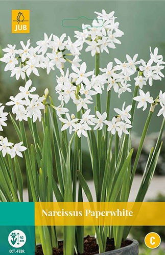 Narcissus Paperwhite bloembollen 3 bollen Narcis JUB - Jub
