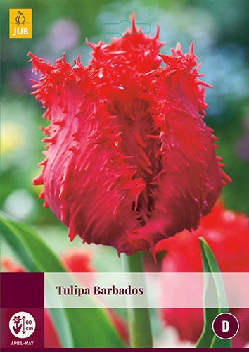 Tulipa Barbados bloembollen 5 bollen Tulp JUB - Jub