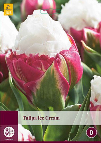 Tulipa Ice Cream bloembollen 5 bollen Tulp JUB - Jub