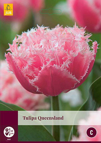 Tulipa Queensland bloembollen 5 bollen Tulp JUB - Jub