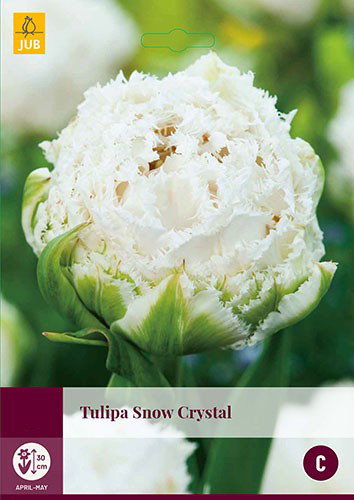Tulipa Snow Crystal bloembollen 5 bollen Tulp JUB - Jub