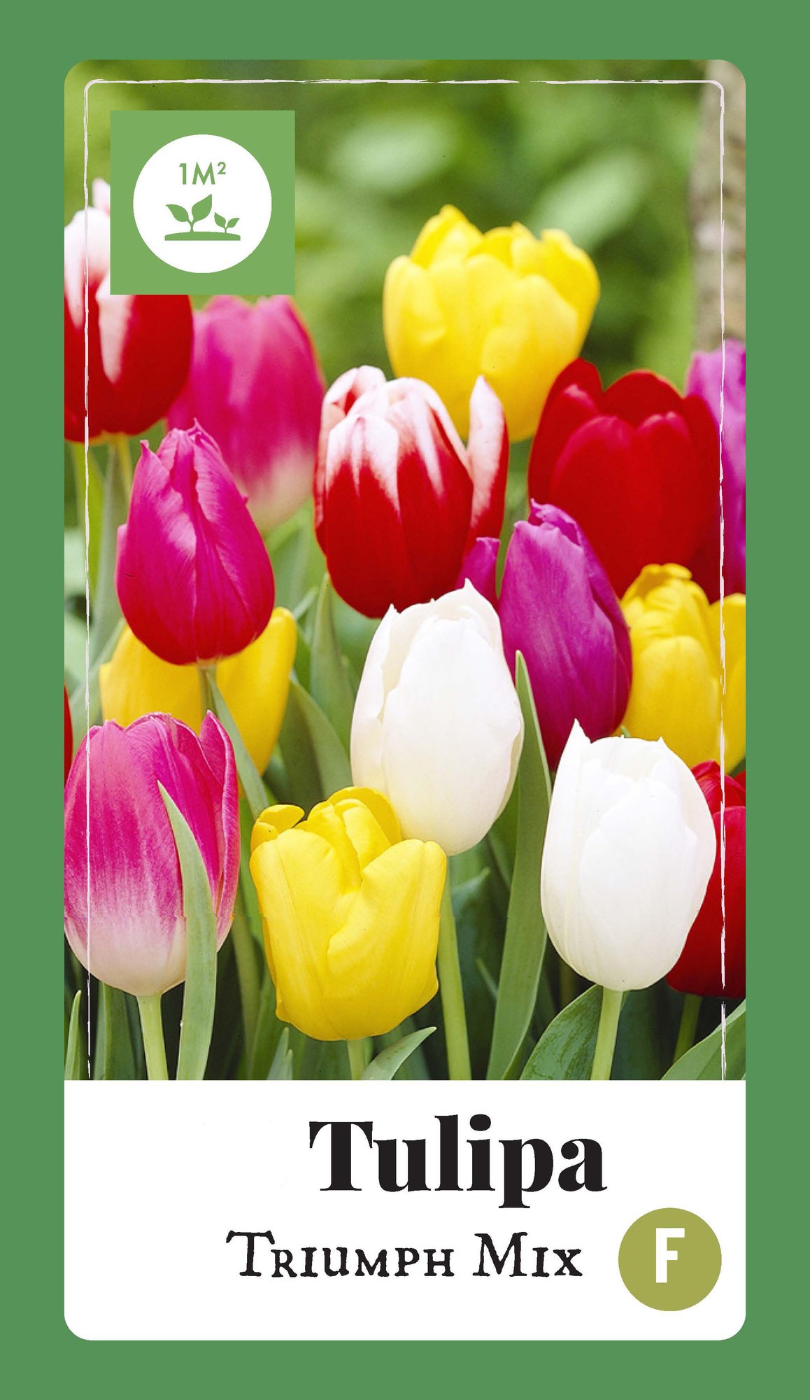 Tulipa Triumph mix bloembollen 35 bollen Tulp JUB - Jub