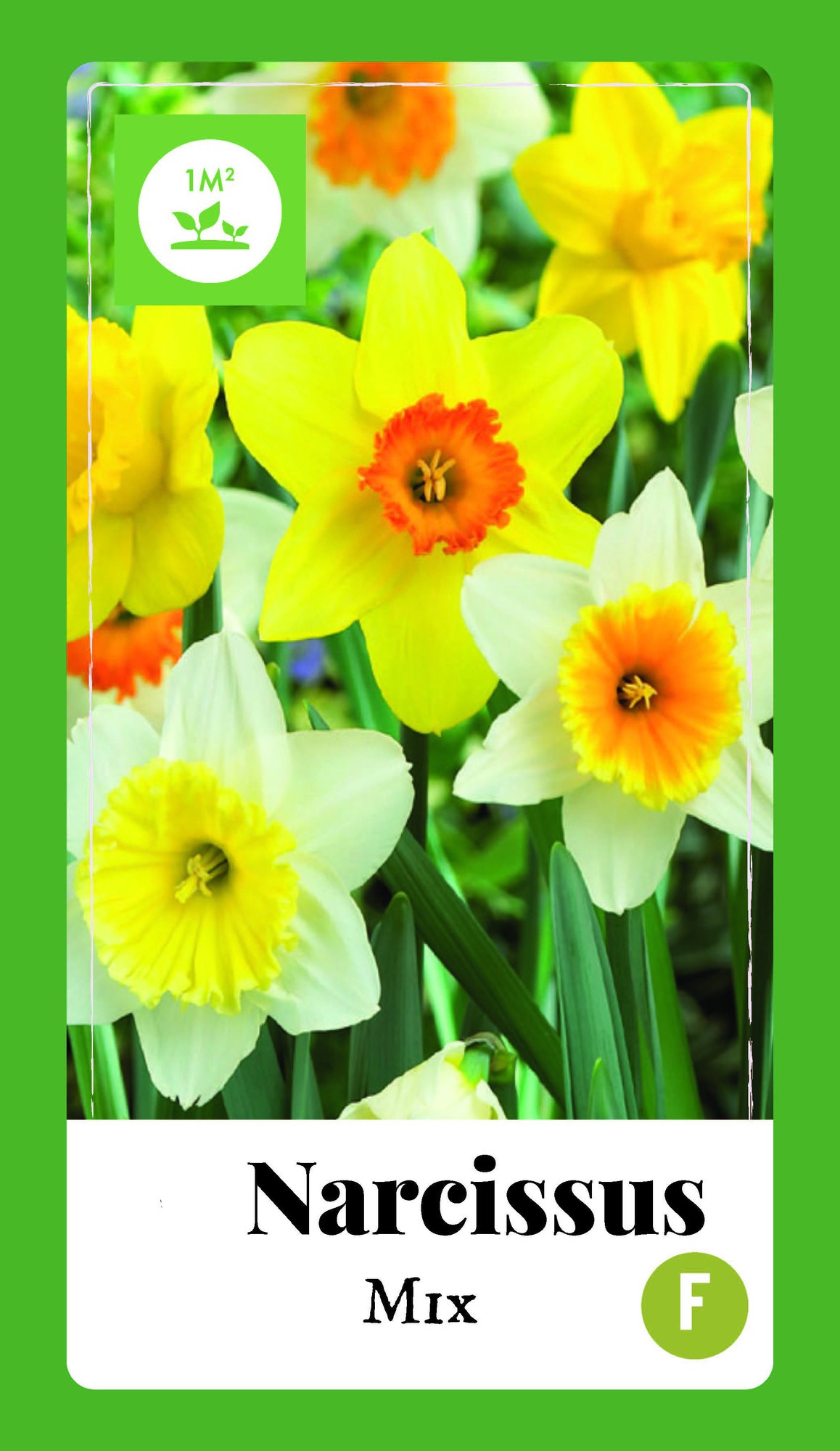 Narcissus grootkronig mix bloembollen 40 bollen Narcis JUB - Jub