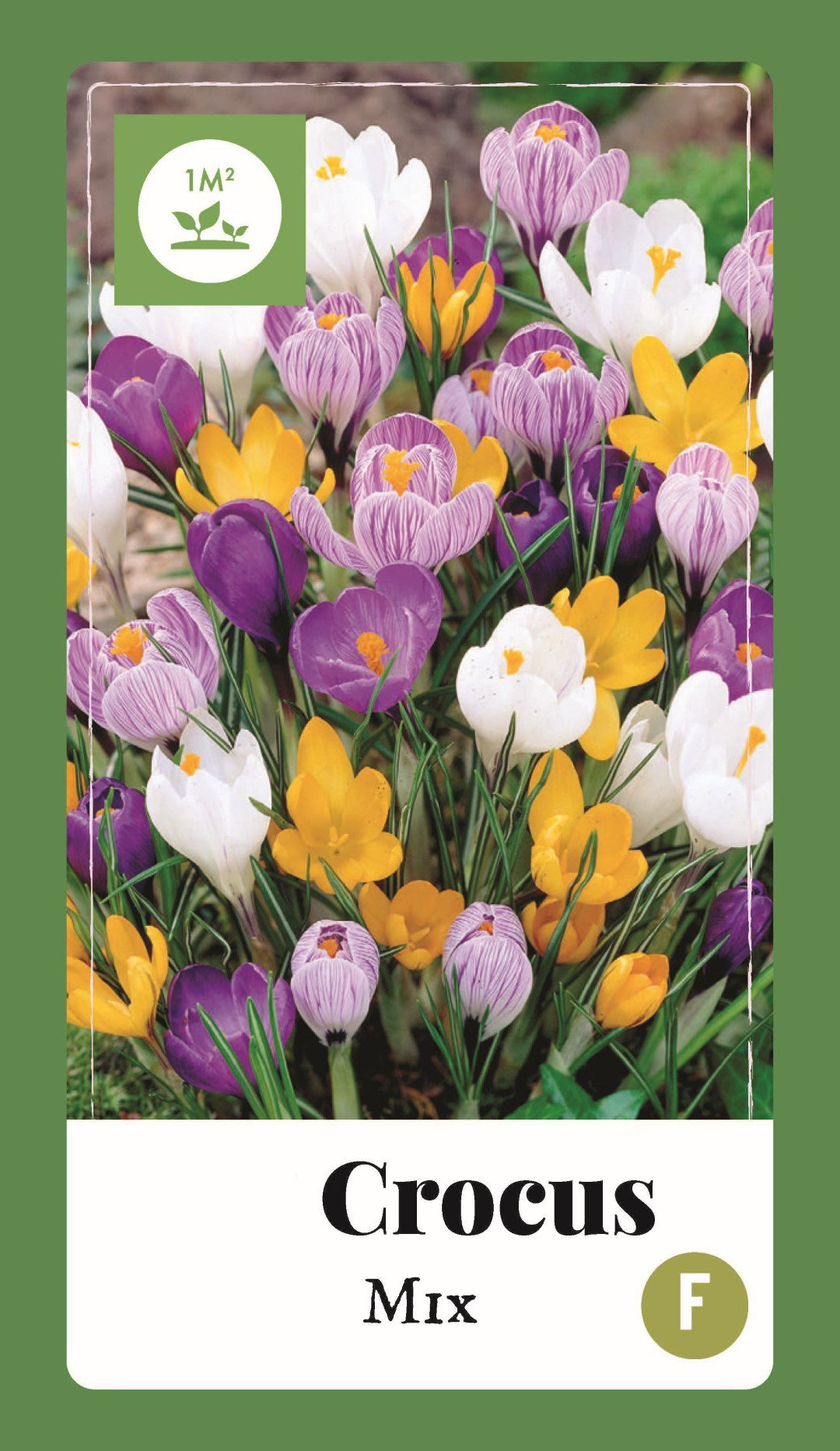 Crocus Mix bloembollen 60 bollen Krokus JUB - Jub