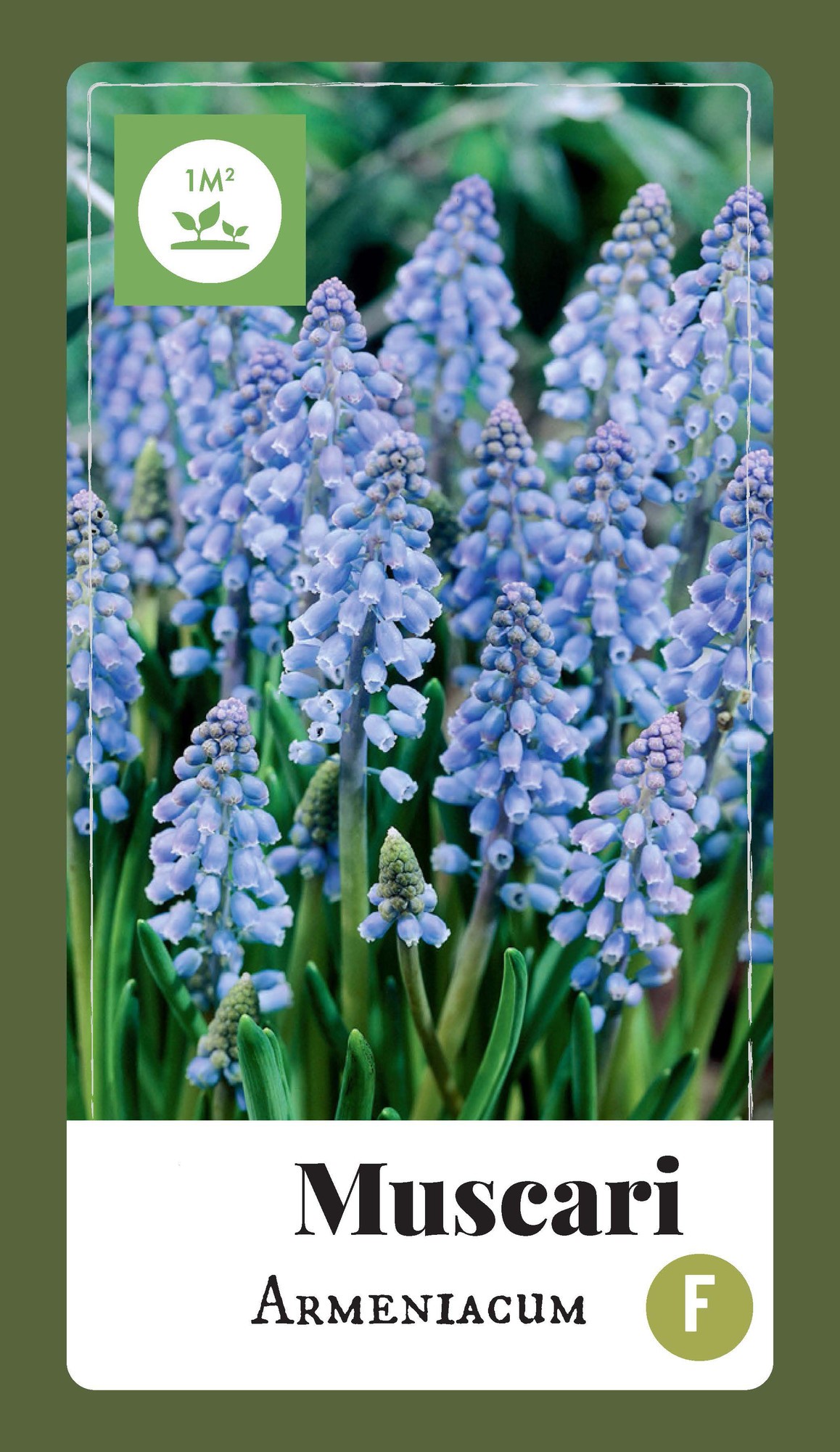https://cdn.warentuin.nl/media/catalog/product/1/7/1778712438541223_jub_bollen_muscari_armeniacum_100_bollen_jub_5d3c.jpg
