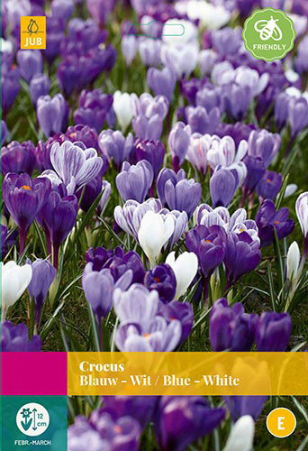 Crocus blauw/wit bloembollen 30 bollen Krokus JUB - Jub