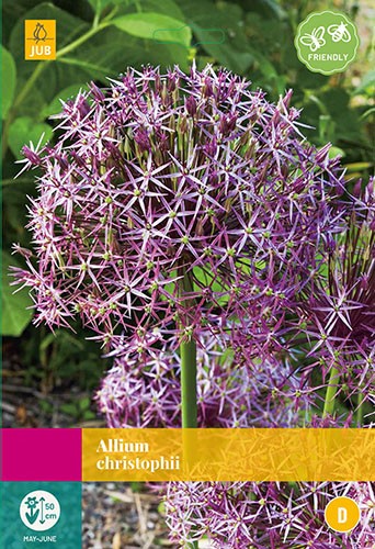 https://cdn.warentuin.nl/media/catalog/product/1/7/1778712438543340_jub_bollen_allium_christophii_15_bollen_jub_cdb9.jpg