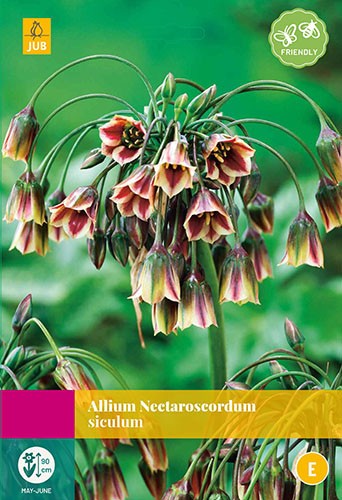 Allium bloembollen 30 bollen Sierui JUB - Jub
