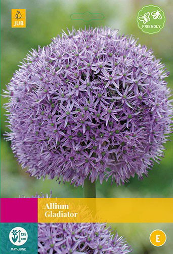 Allium Gladiator bloembollen 5 bollen Sierui JUB - Jub