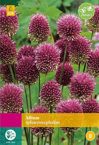 Allium sphaerocephalon bloembollen 100 bollen Sierui JUB - Jub
