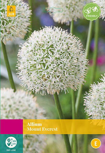 Allium Mount Everest bloembollen 3 bollen Sierui JUB - Jub