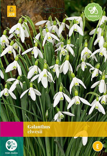 Galanthus elwesii bloembollen 25 bollen Sneeuwklokje JUB - Jub