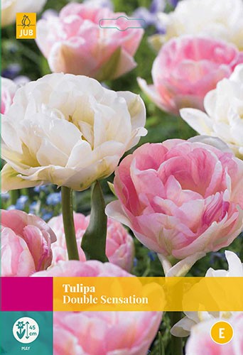 Tulipa Double Sensation bloembollen 15 bollen Tulp JUB - Jub