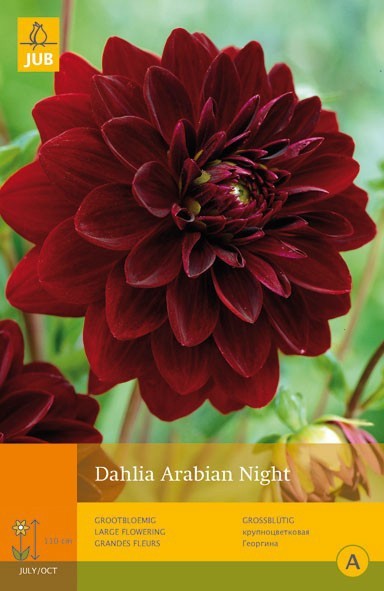 https://cdn.warentuin.nl/media/catalog/product/1/7/1778712438610103_jub_dahlia_arabian_night_1st_bloembol_zomer_jub_1_8f6f.jpg