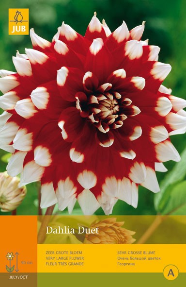 https://cdn.warentuin.nl/media/catalog/product/1/7/1778712438610257_jub_dahlia_duet_1st_bloembol_zomer_jub_f519.jpg
