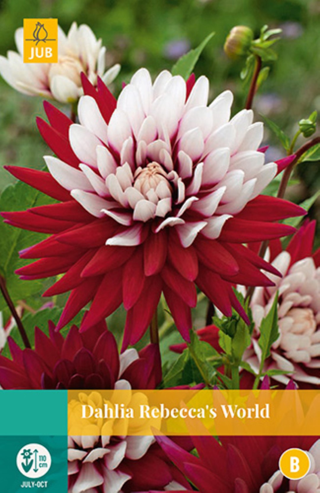 https://cdn.warentuin.nl/media/catalog/product/1/7/1778712438612169_jub_bloembollen_dahlia_rebecca_s_world_03ae.jpg