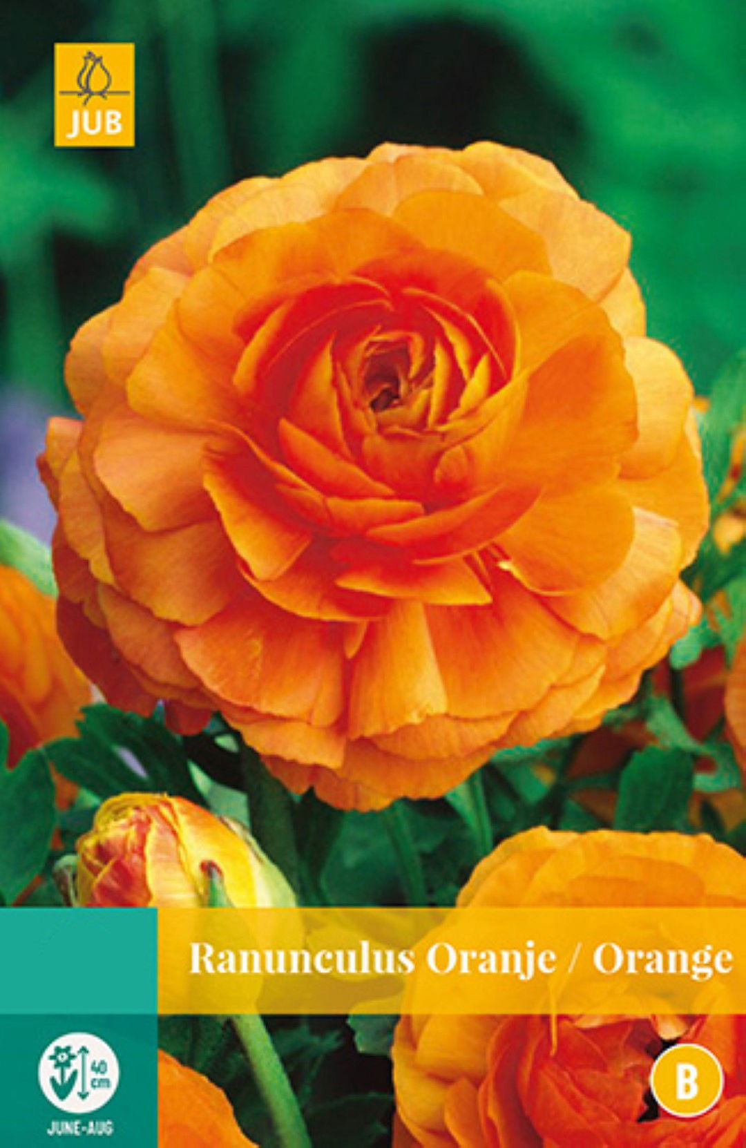 Jub Ranunculus Oranje 7 bollen - 