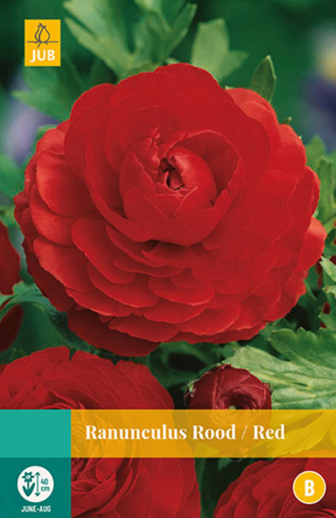 Jub Ranunculus Rood 7 bollen - 