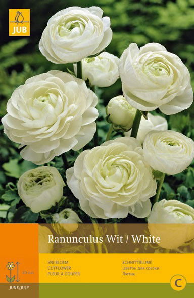 https://cdn.warentuin.nl/media/catalog/product/1/7/1778712438626456_jub_ranunculus_wit_white_10st_bloembol_zomer_jub_449f.jpg