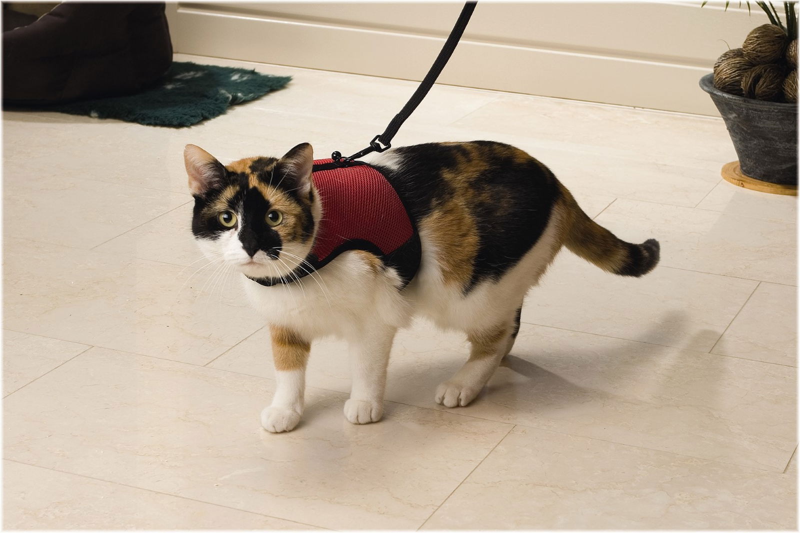 https://cdn.warentuin.nl/media/catalog/product/1/7/1778712695078968_beeztees_dierenverzorging_katten_loopharnas_comfort_beeztees_1_020a.jpg