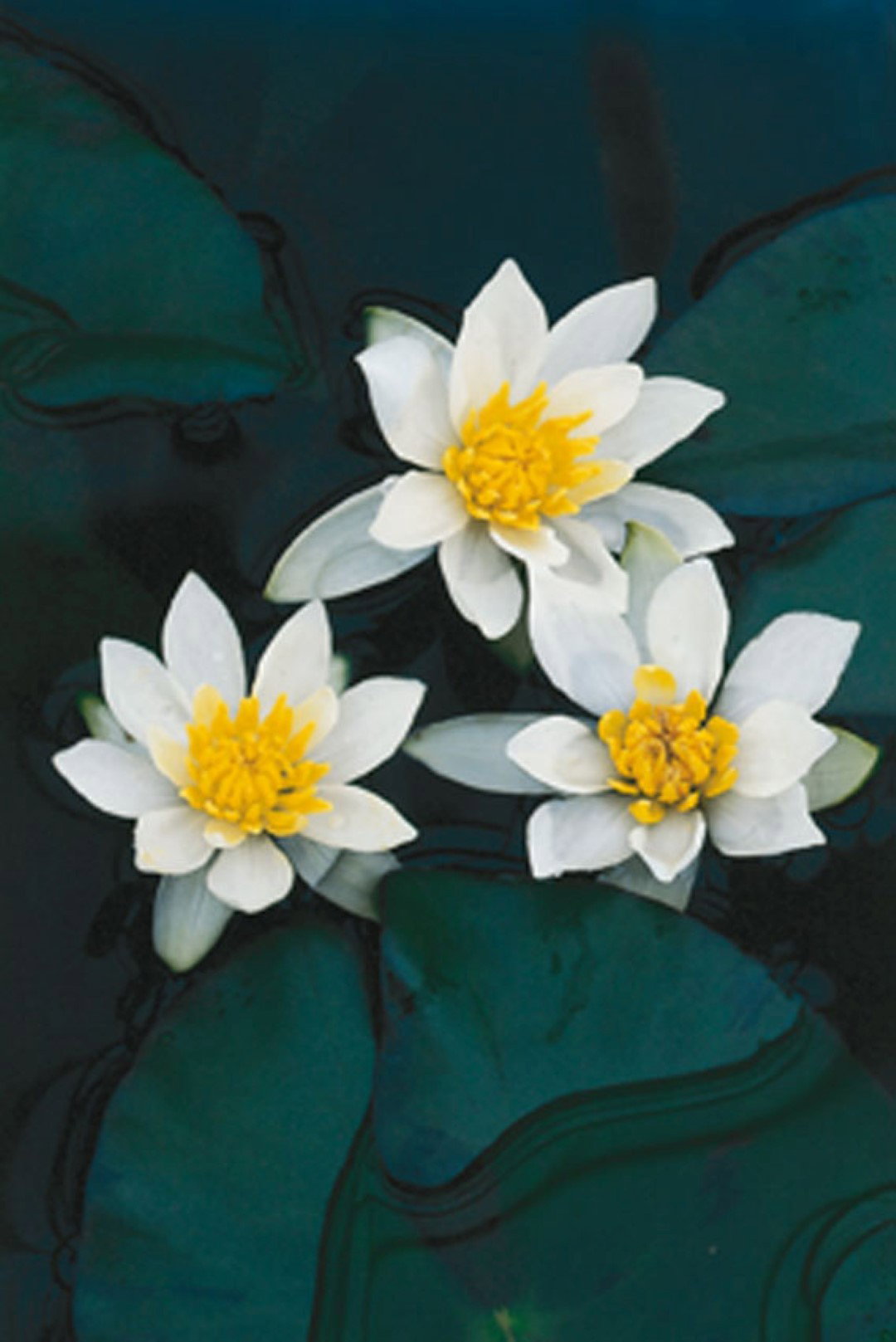 https://cdn.warentuin.nl/media/catalog/product/1/7/1778712815038285_moerings_water__en_moerasplanten_pontederia_cordata_alba_potma_b7ce.jpg