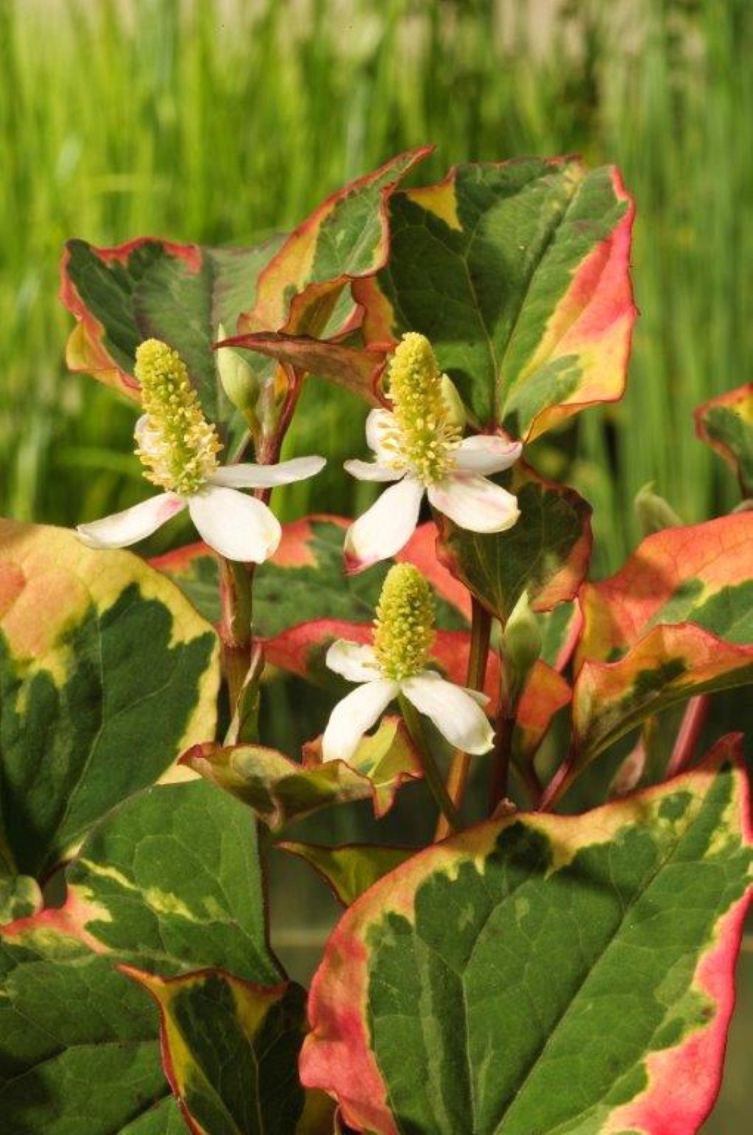 https://cdn.warentuin.nl/media/catalog/product/1/7/1778712815038544_moerings_water__en_moerasplanten_houttuynia_cordata_chameleon__443b.jpg