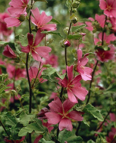 Lavatera Burgundy Wine Griffioen - Griffioen
