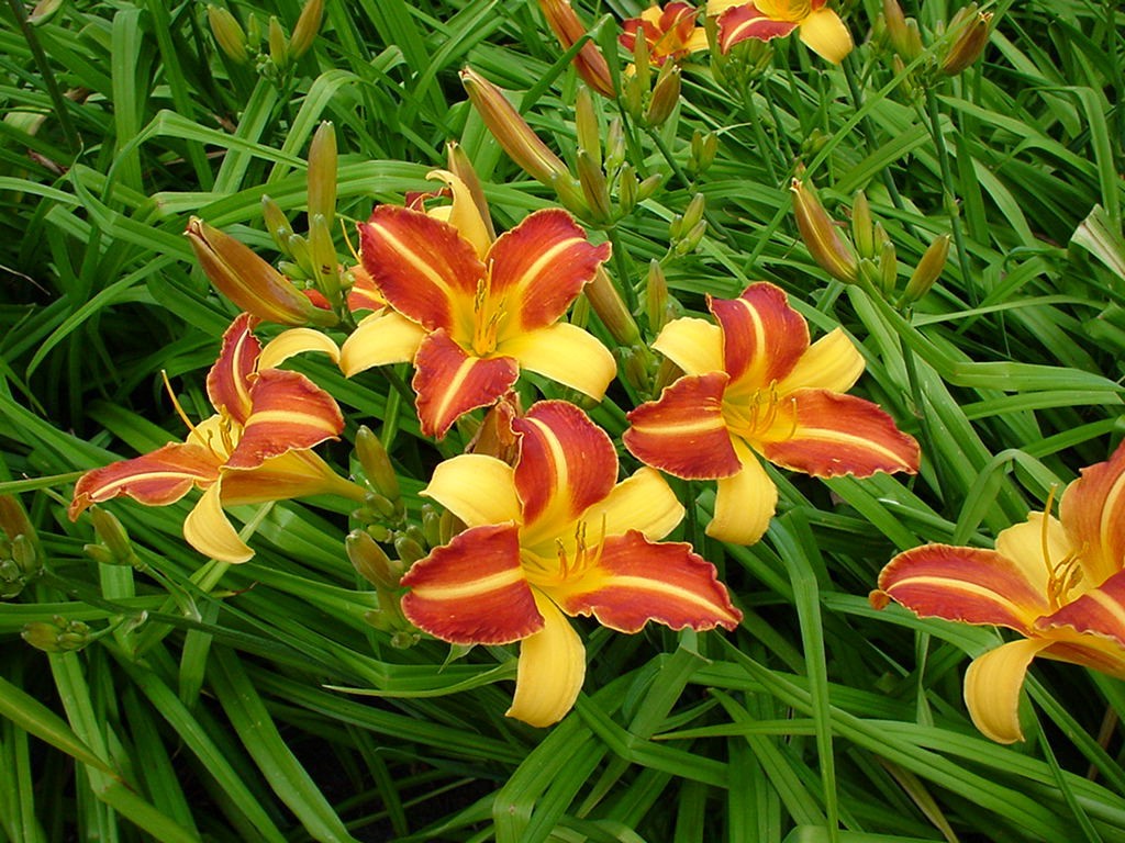 Hemerocallis Frans Hals Griffioen - Griffioen