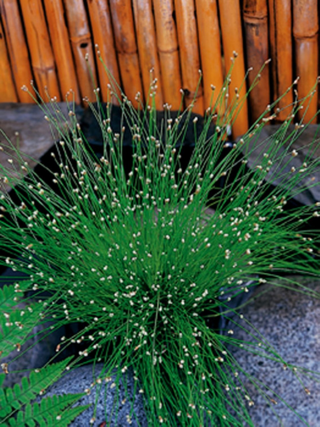 https://cdn.warentuin.nl/media/catalog/product/1/7/1778712815741505_moerings_water__en_moerasplanten_scirpus_cernuus_potmaat_p11_m_f004.jpg
