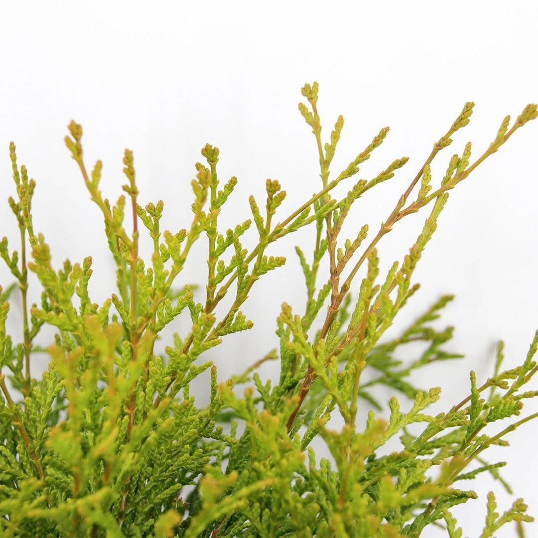 https://cdn.warentuin.nl/media/catalog/product/1/7/1778712815794204_2_warentuin_natuurlijk_conifeer_chamaecyparis_obtusa_kamarachi_0fa1.jpg