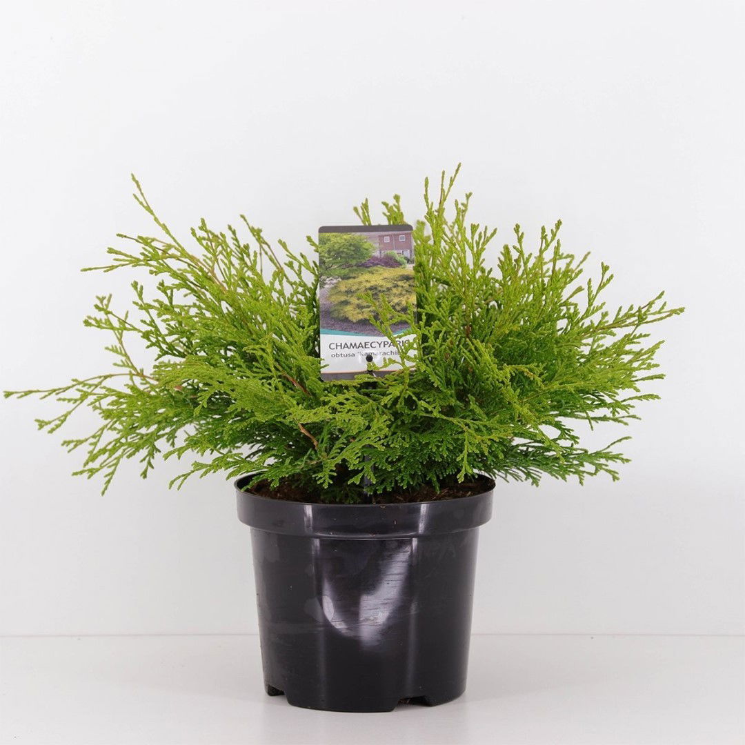 https://cdn.warentuin.nl/media/catalog/product/1/7/1778712815794204_warentuin_natuurlijk_conifeer_chamaecyparis_obtusa_kamarachiba_3409.jpg