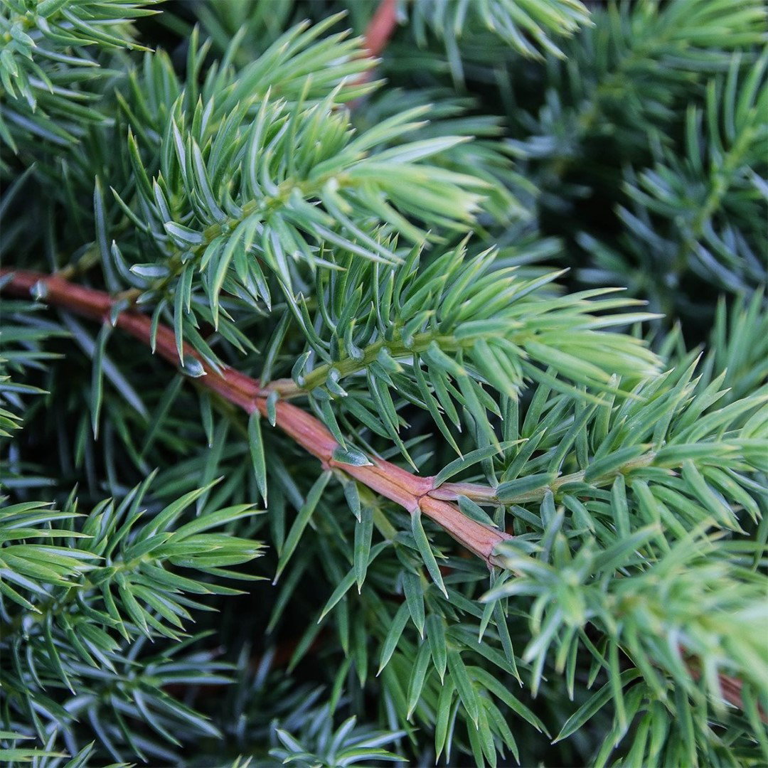https://cdn.warentuin.nl/media/catalog/product/1/7/1778712815794228_2_warentuin_natuurlijk_conifeer_juniperus_conferta_schlager_30_b54f.jpg