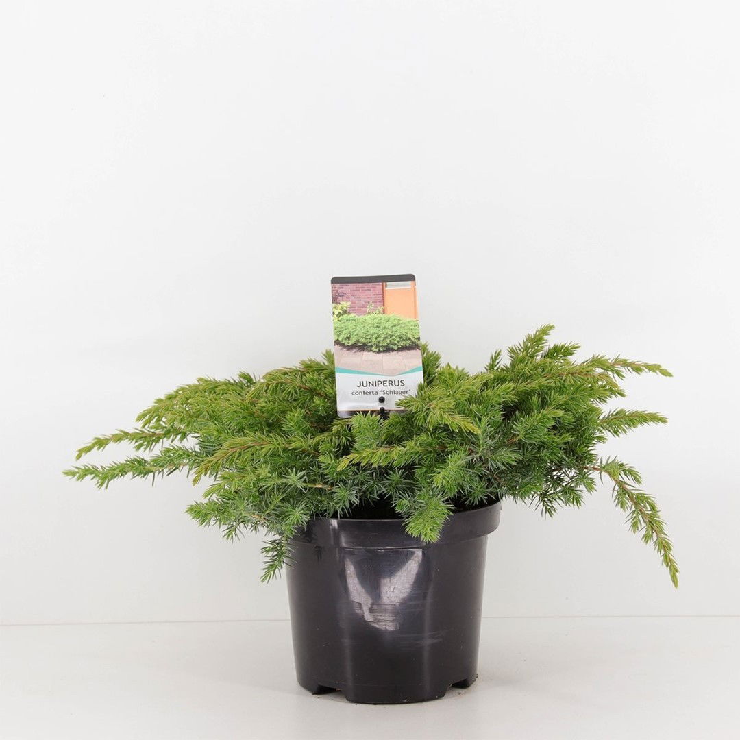 Warentuin natuurlijk Juniperus conferta schlager 30 cm - 