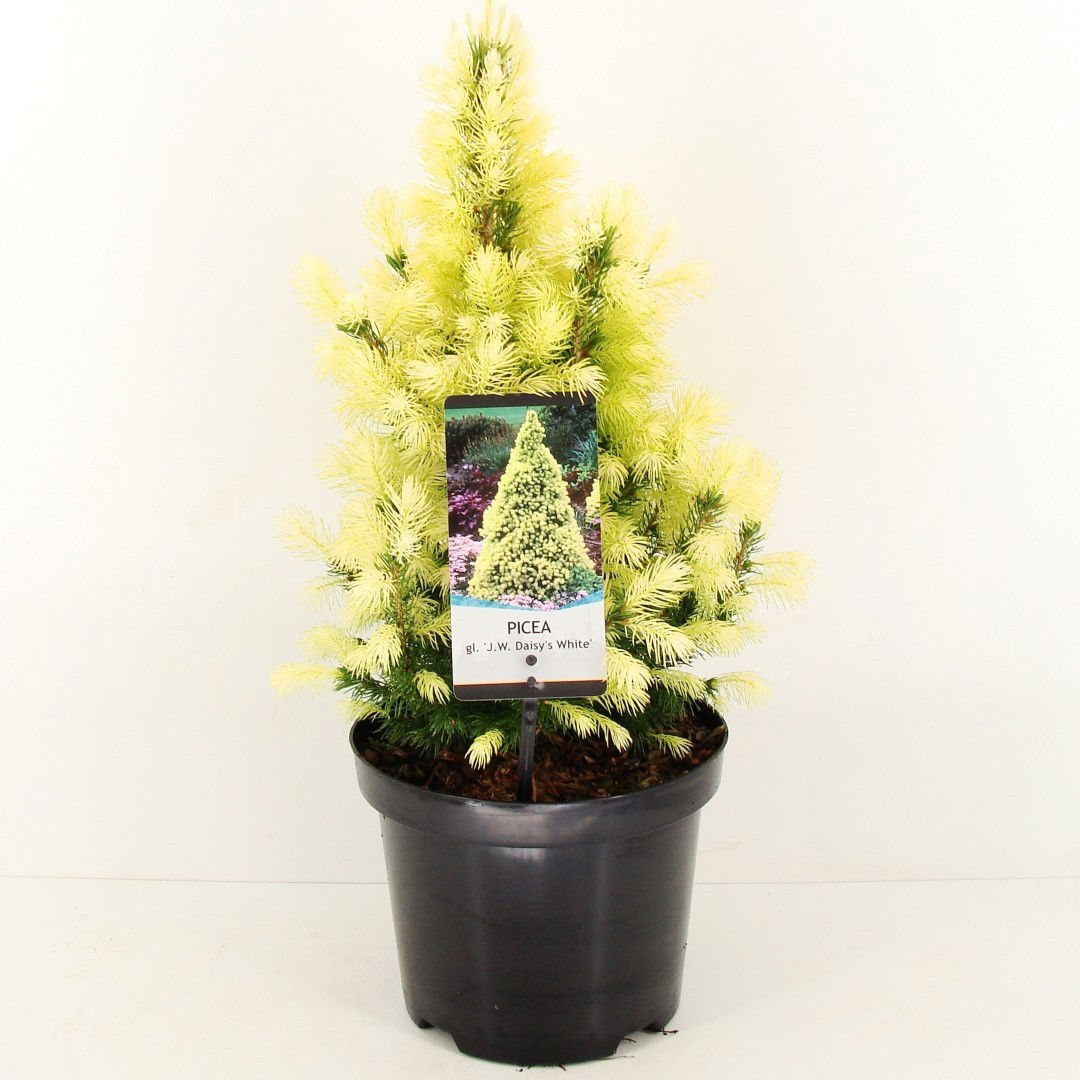 https://cdn.warentuin.nl/media/catalog/product/1/7/1778712815794235_2_warentuin_natuurlijk_planten_picea_glauca_jw_daisys_white_wa_9153.jpg