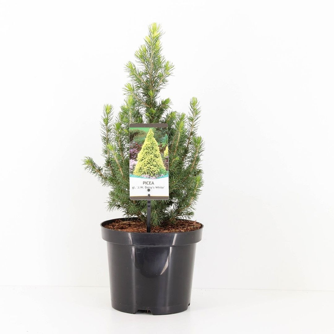 Warentuin natuurlijk Picea glauca jw daisys white - 