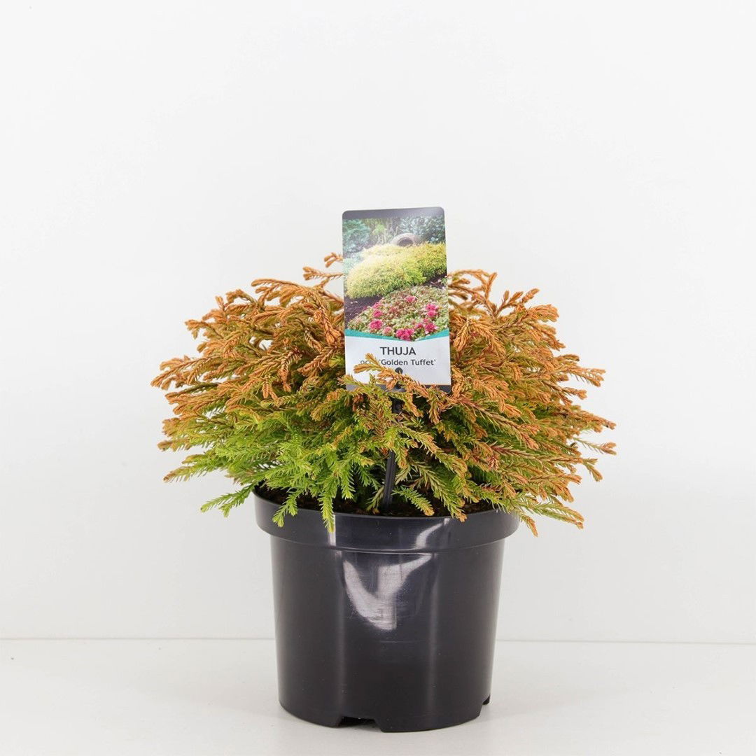 Warentuin natuurlijk Thuja occidentalis golden tuffet - 