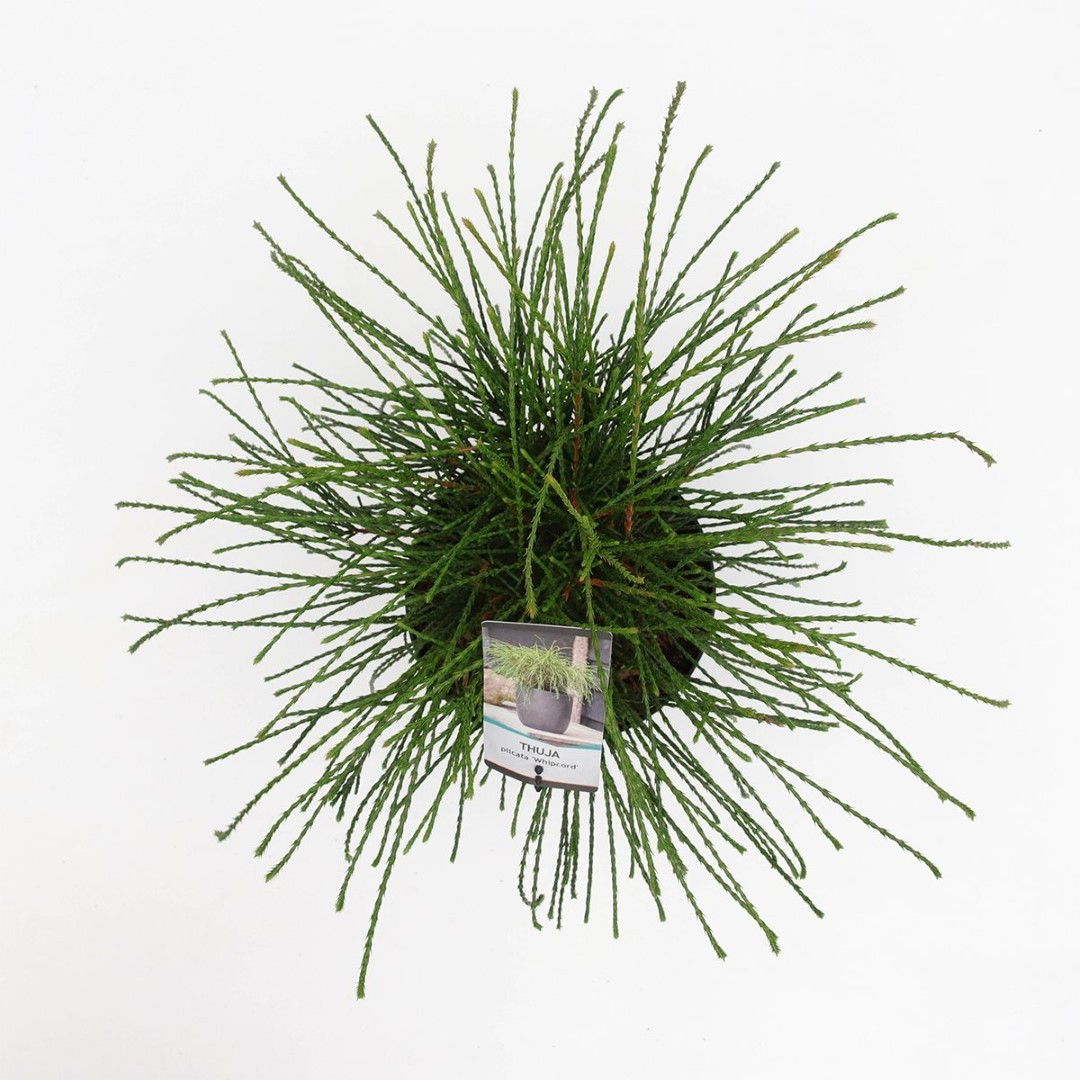 https://cdn.warentuin.nl/media/catalog/product/1/7/1778712815794259_2_warentuin_natuurlijk_planten_thuja_plicata_whipcord_20_25_cm_1673.jpg