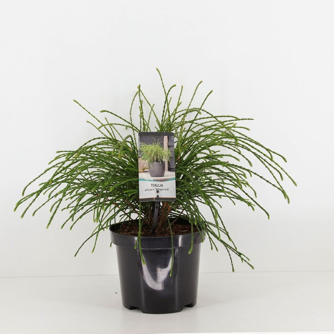 https://cdn.warentuin.nl/media/catalog/product/1/7/1778712815794259_warentuin_natuurlijk_planten_thuja_plicata_whipcord_20_25_cm_w_52ba.jpg